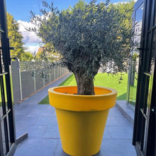 Load image into Gallery viewer, Yellow Biggie extra large plant pot 91cm tall — heavy-duty root-burst proof outdoor planter, Made in the UK