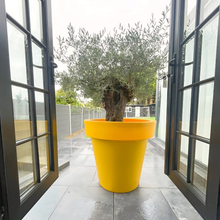Load image into Gallery viewer, Yellow Biggie extra large plant pot with a mature olive tree viewed through open black bi-fold doors onto a modern patio — Made in the UK