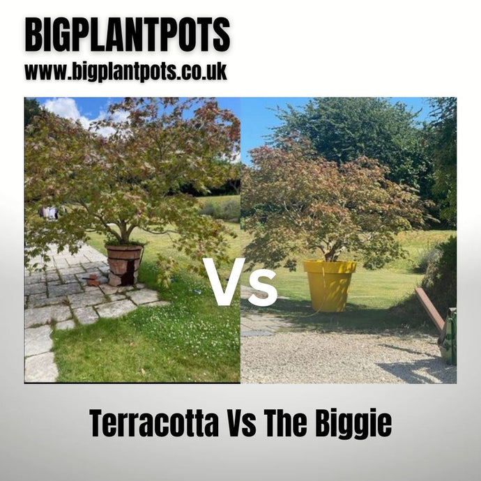 7 REASONS Why You Should Replace Your Terracotta Planter with a Biggie Planter from BigPlantPots.co.uk