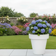 Load image into Gallery viewer, The 'Tubby' Plant Pot
